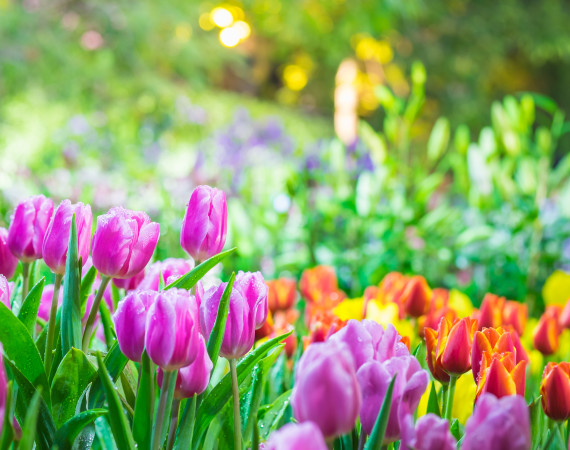 Spring Holiday Tulips