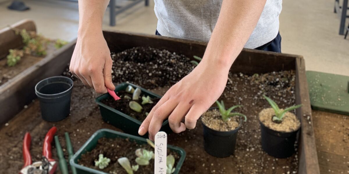 Male student potting plants 