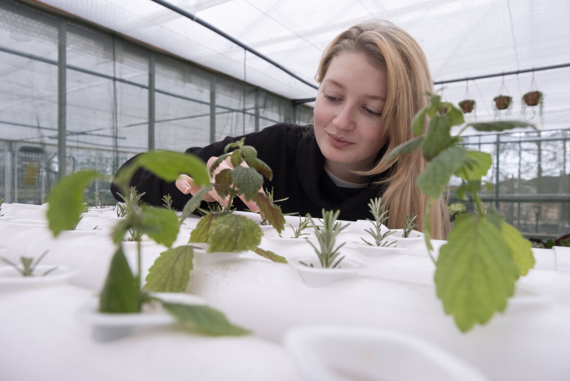 Glasgow clyde college horticulture student in glasshouse gallery