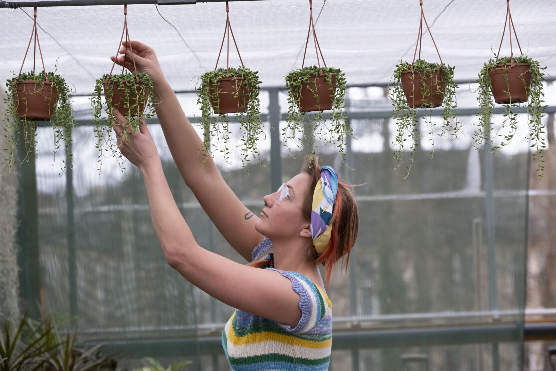 Female horticulture student hanging plants gallery