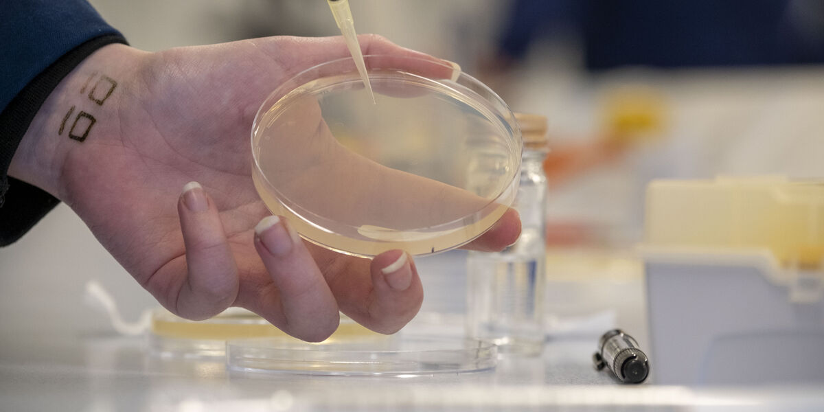 A student holding a petri dish with a culture in it. 