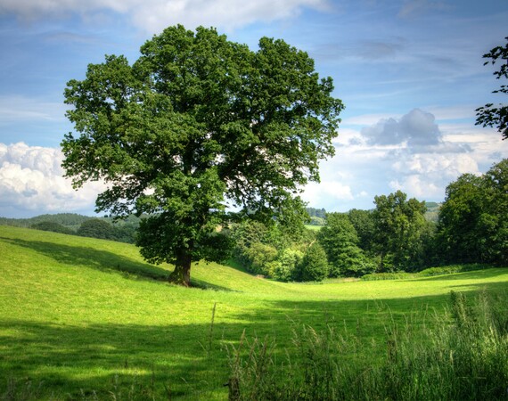 Test image tree