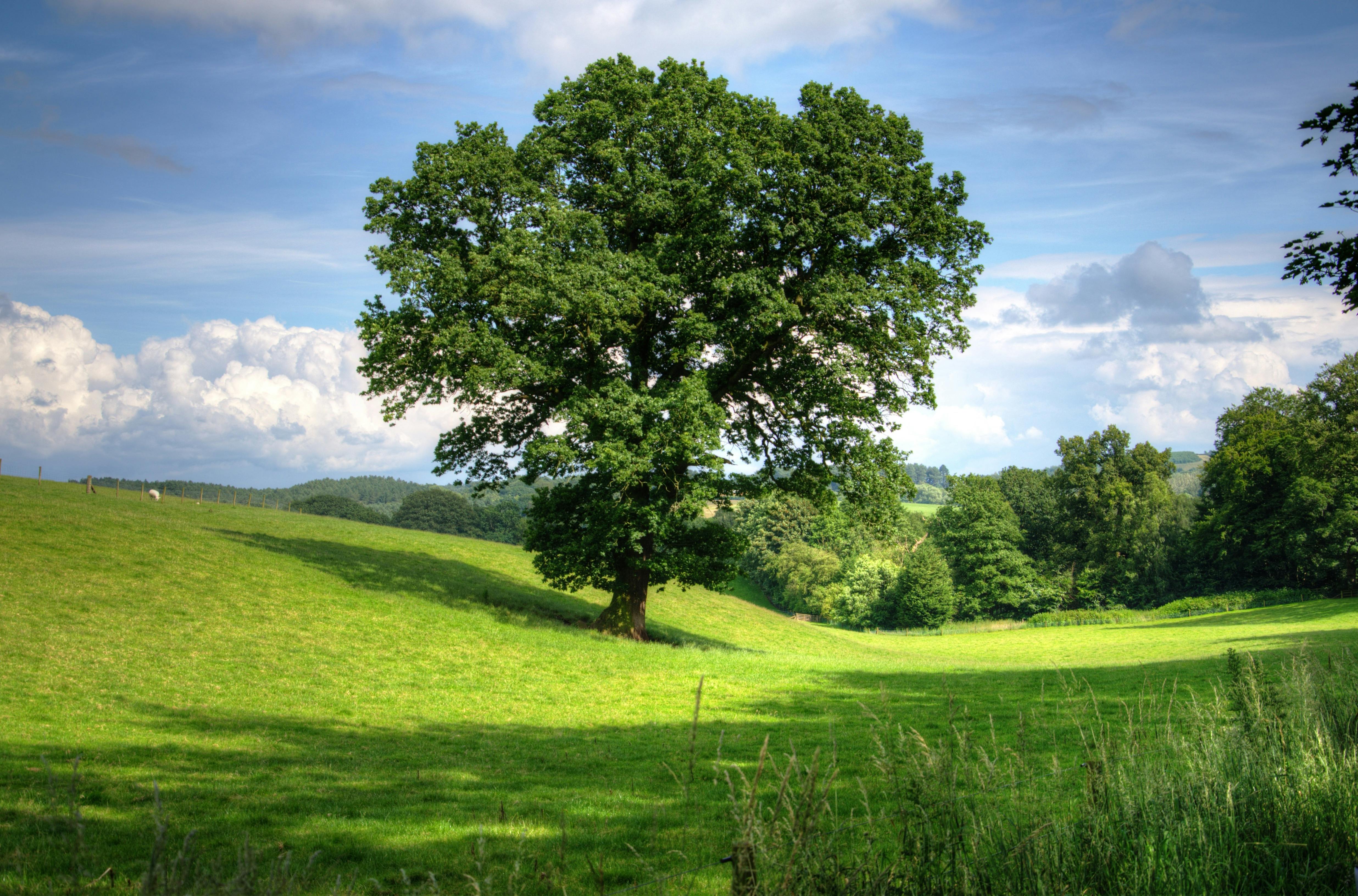 Test image tree